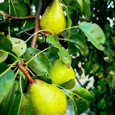 Linowo 10 Country House