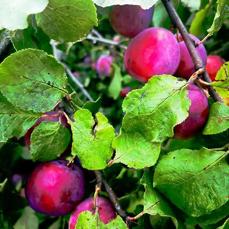 Linowo 10 Country House