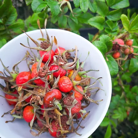 Linowo 10 Country House Дом отдыха Linowo (Goldap)