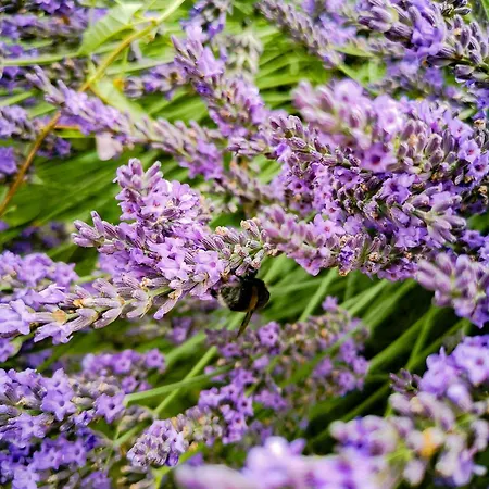 Linowo 10 Country House *