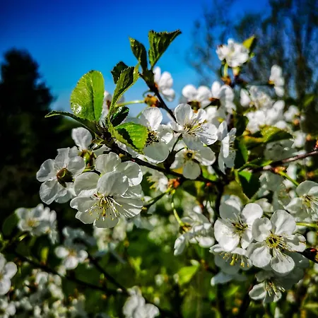 Linowo 10 Country House Casa vacanze