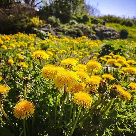 Linowo 10 Country House *