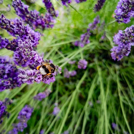 Linowo 10 Country House Linowo (Goldap)