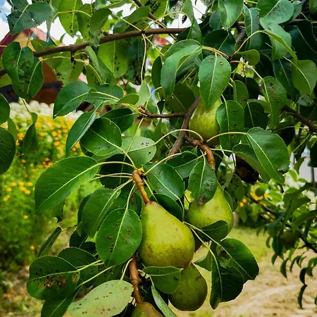 Linowo 10 Country House Casa vacanze