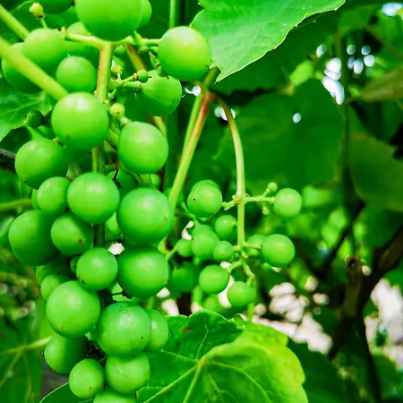 Linowo 10 Country House Дом отдыха