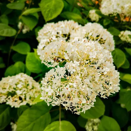 Linowo 10 Country House