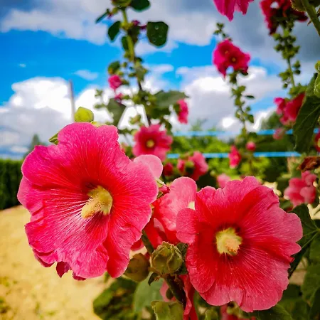 Linowo 10 Country House * Linowo (Goldap)