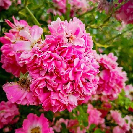 Linowo 10 Country House Дом отдыха *