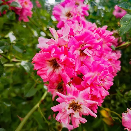 Linowo 10 Country House Linowo (Goldap)