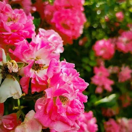 Linowo 10 Country House