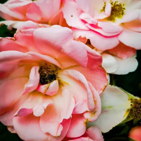 Linowo 10 Country House Дом отдыха